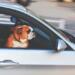 6 consejos y requisitos para viajar con mascotas en auto